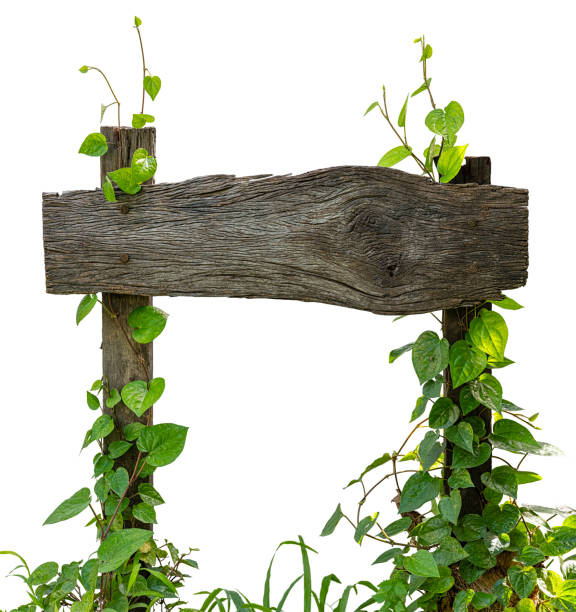 istock Old wooden signboard with posts covered in climbing plants, isolated on a white background. 1174406234
