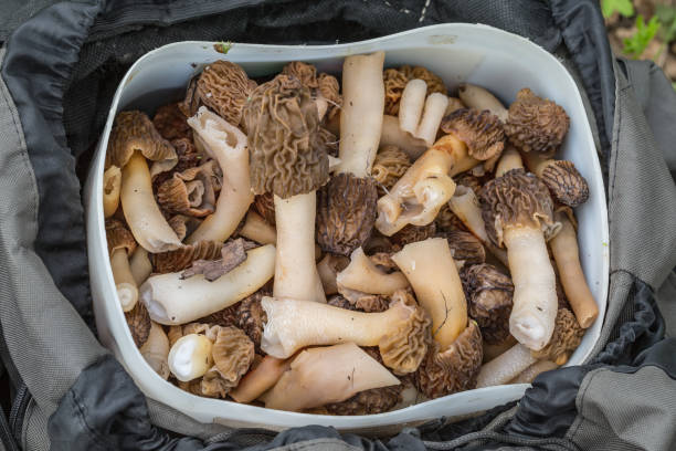 Mushrooms morels stock photo