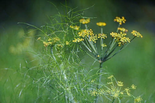 dill plant with yellow blossoms
