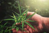 hand-halten-cannabis-blatt-in-bauernhof-mit-sonnenuntergang.jpg?b=1&s=170x170&k=20&c=fnYDUL_yeeU2x-nRi3bVOstxzVxtTf36AzqZ-rLVFK4=