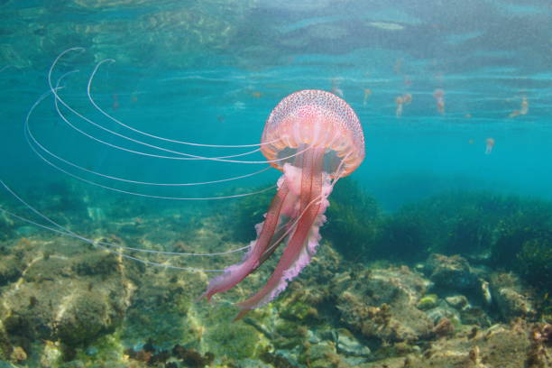 Beautiful jellyfish underwater Pelagia noctiluca stock photo