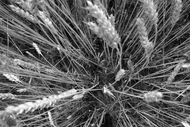 istock Wheat field close-up with blur effect in black and white. 1174413481