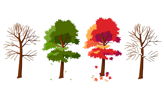 사계절의 단풍 겨울에 는 단풍 나무 봄에 단풍 나무 여름에 는 단풍 나무 가을에 단풍 나무 나무는 계절의 변화에 따라 모양을 변경합니다  0명에 대한 스톡 벡터 아트 및 기타 이미지 - Istock