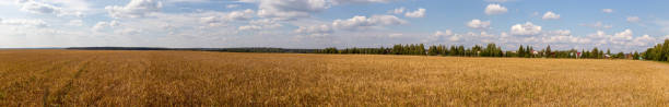 istock Field of rye. Rural panorama 1174415102