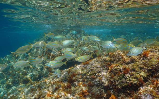 istock Fish seabreams in shallow water Mediterranean sea 1174415506