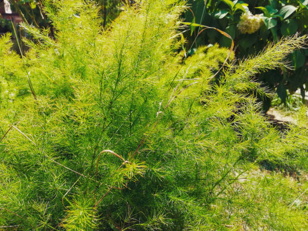 istock In love with nature 1174415591