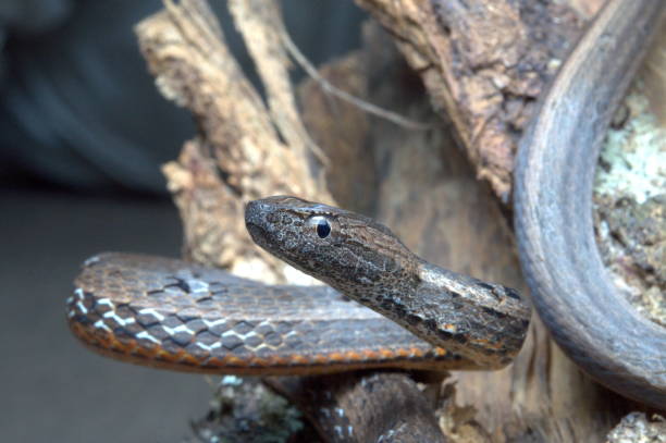 istock COMMON MOCK VIPER Pssamodynastes pulverulentus, Mildly venomous, Common Eaglenest Wildlife Sanctuary, Arunachal Pradesh, INDIA 1174415739