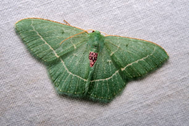 istock Moth, Lepidoptera, from Eaglenest WLS, Arunachal Pradesh 1174415768