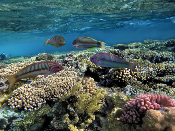 istock Colorful tropical reef with sun in the blue ocean 1174416519