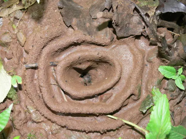 Photo of Ant Hill - Subterranean dwellings of ant colonies