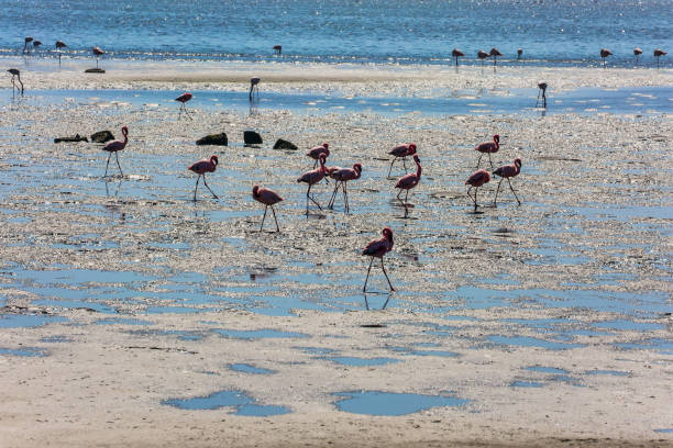 istock Magnificent white-pink flamingos 1174418629