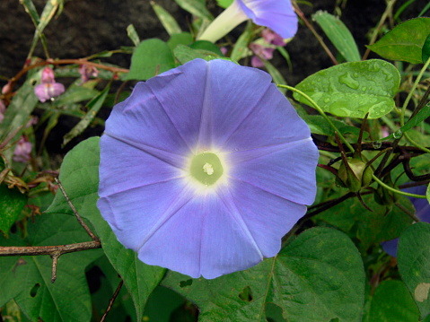 Blue Flower of an Ipomea species, Convolvulus mauritanicus, Ground Morning Glory