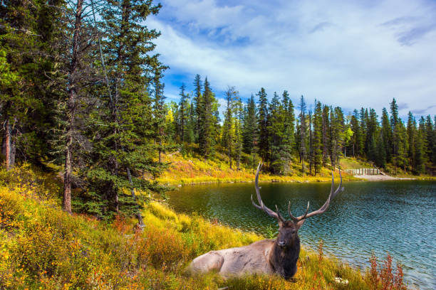 istock Deer resting in the grass by the lake 1174418778