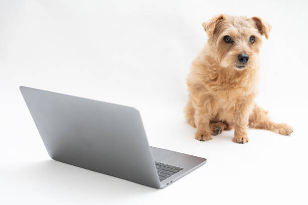 istock Norfolk Terrier dog and Laptop 1174419707