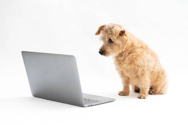 istock Norfolk Terrier dog and Laptop 1174419713