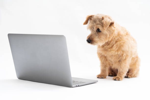istock Norfolk Terrier dog and Laptop 1174419723