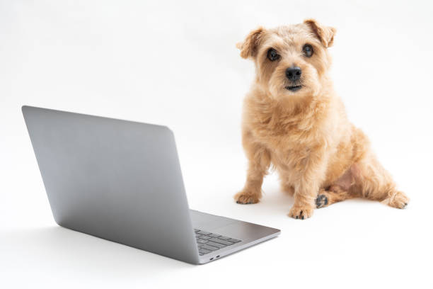 istock Norfolk Terrier dog and Laptop 1174419726