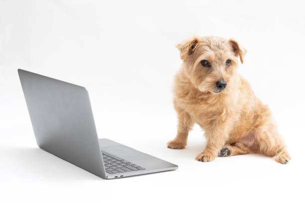 istock Norfolk Terrier dog and Laptop 1174419751