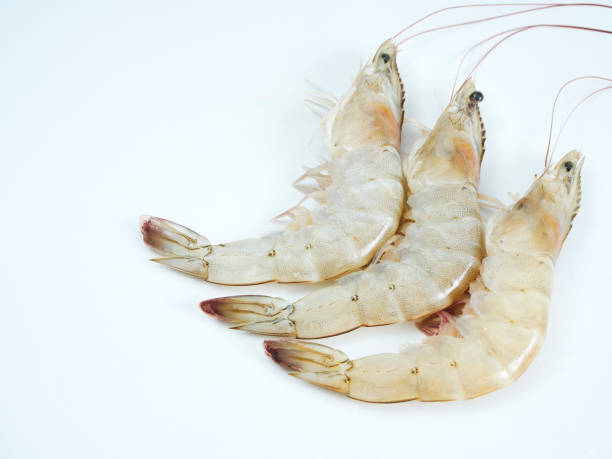 istock Seafood menu. Fresh shrimp on the white table 1174421219