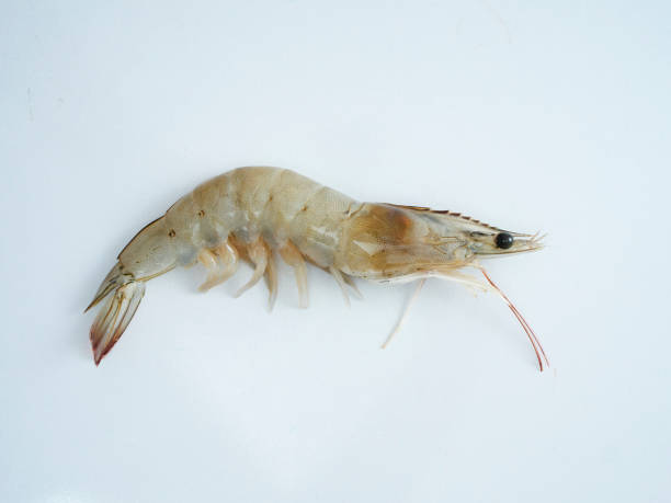 istock Seafood menu. Fresh shrimp on the white table 1174421267