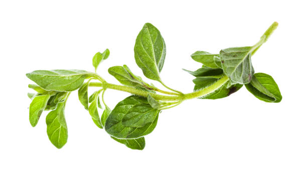 istock twig of fresh Oregano herb isolated on white 1174421282