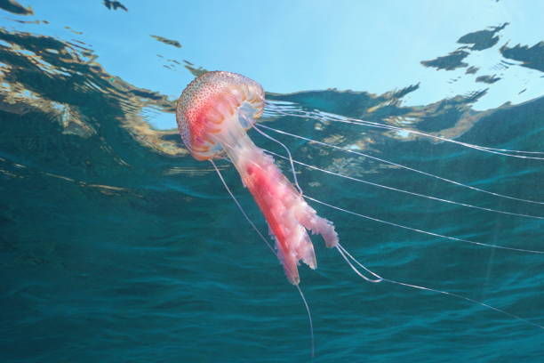 istock Jellyfish Pelagia noctiluca below water surface 1174421283