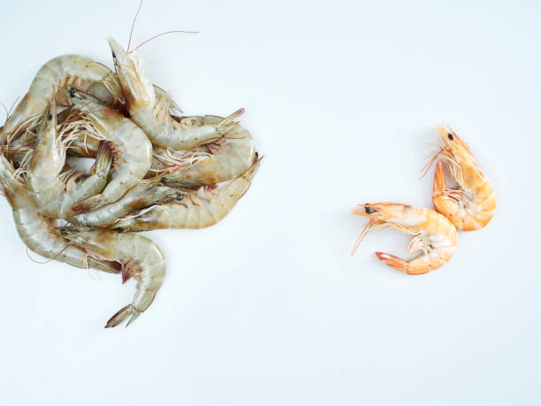 istock Cooked shrimp and fresh shrimp placed on a white kitchen table 1174421324