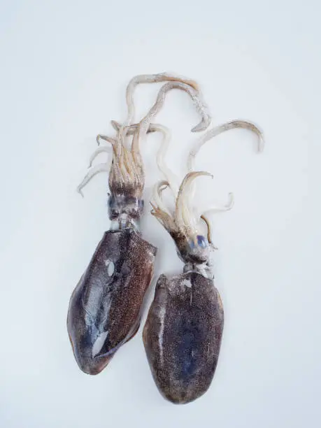 Photo of Large squid on the cooking table. Fresh seafood