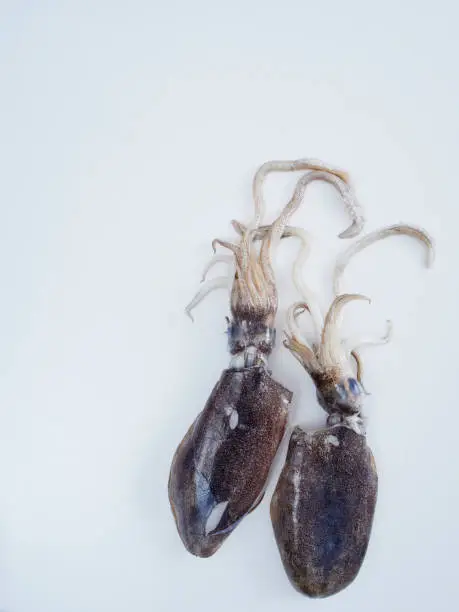 Photo of Large squid on the cooking table. Fresh seafood