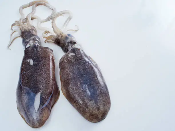 Photo of Large squid on the cooking table. Fresh seafood