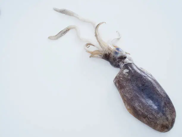 Photo of Large squid on the cooking table. Fresh seafood