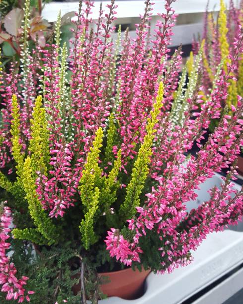 istock Autumn heather bouquet macro close up 1174421588