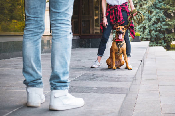 istock Young people doing obedience training to their mixed breed dog in urban environment. 1174422731