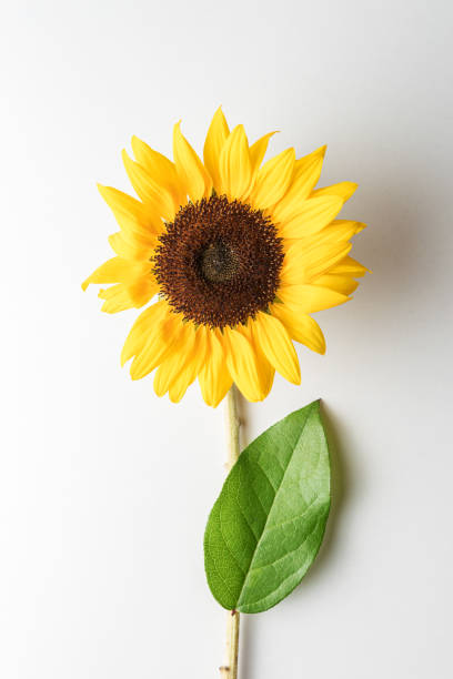 istock Sunflower with leaf on white background. Summer minimal concept. 1174422820