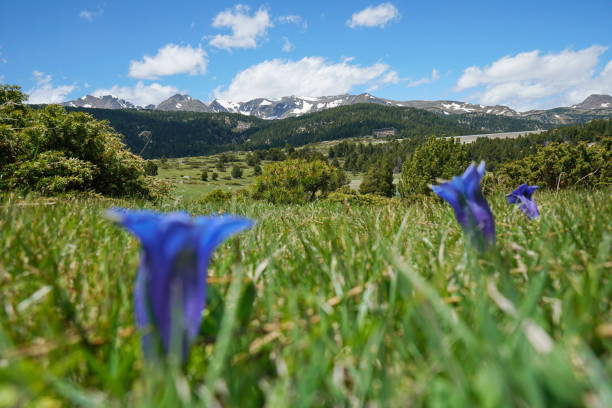 Mountain landscape meadow with blue flowers in foreground, France, Pyrenees-Orientales, natural park of the Catalan Pyrenees