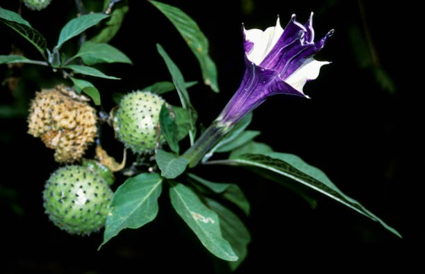 datura metel wspólny kwiat himalajów, zastrzelony w parku narodowym gorumara, bengal zachodni, indie. - metel zdjęcia i obrazy z banku zdjęć