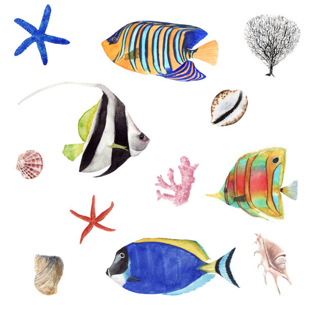 istock Hand Drawn watercolor tropical fish illustration set. Coral fish and sea shells isolated on white background. 1174424365