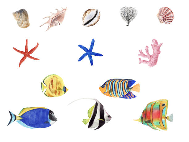 istock Hand Drawn watercolor tropical fish illustration set. Coral fish and sea shells isolated on white background. 1174424403