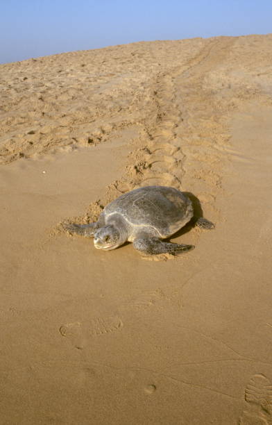 An Olive Ridley Sea turtle (female) returning to the sea after laying eggs on Rushikulya beach, Ganjam dist. of Orissa, India"n An Olive Ridley Sea turtle (female) returning to the sea after laying eggs on Rushikulya beach, Ganjam dist. of Orissa, India"n odisha stock pictures, royalty-free photos & images