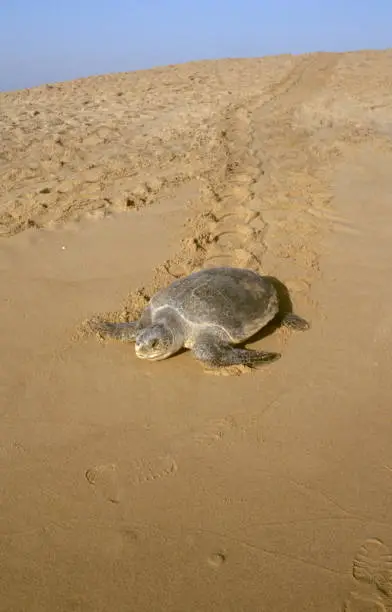 An Olive Ridley Sea turtle (female) returning to the sea after laying eggs on Rushikulya beach, Ganjam dist. of Orissa, India"n