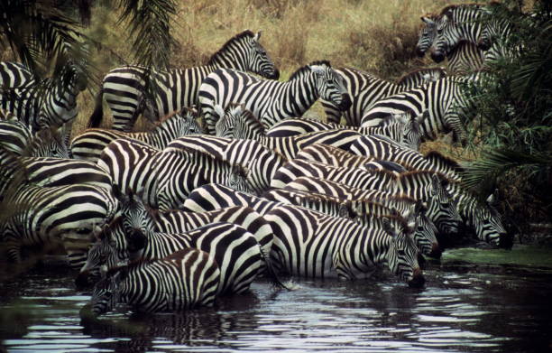 la zebra (comune) della pianura (equus burchellii) si riunisce in una pozza d'acqua durante la migrazione di massa dal serengeti a mara a giugno." n - burchellii foto e immagini stock