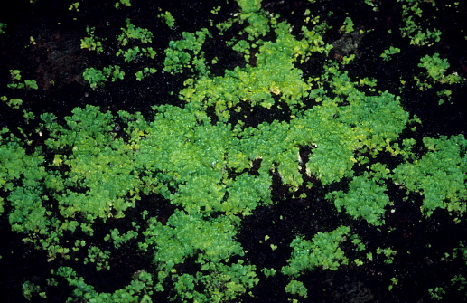 A bryophyte in Sanjay Gandhi National Park.