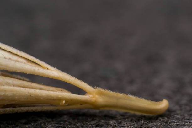 Macro photo of a tiny arrowheads of the foxtail grass. When a dog enters my consulting room shaking its head or licking its paw during the summer months, top of my list of possible diagnoses is always the dreaded grass seed. Dry Foxtail grass seeds resemble tiny arrowheads easily attaching themselves to an animal macro foto de una pequeña punta de flecha de la hierba de cola de zorro. cuando un perro entra en mi sala de consulta sacudiendo la cabeza o lamiendo su pata durante los meses de verano, la parte superior de mi lista de posibles diagnósticos es siempre l