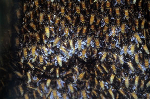Rock Bees at a hive, Goregaon, Mumbai