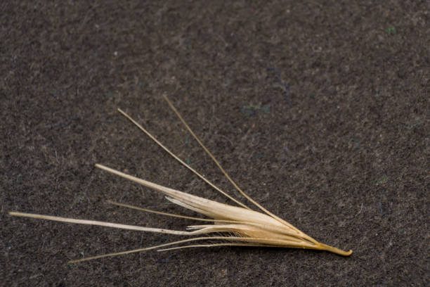Macro photo of a tiny arrowheads of the foxtail grass. When a dog enters my consulting room shaking its head or licking its paw during the summer months, top of my list of possible diagnoses is always the dreaded grass seed. Dry Foxtail grass seeds resemble tiny arrowheads easily attaching themselves to an animal macro foto de una pequeña punta de flecha de la hierba de cola de zorro. cuando un perro entra en mi sala de consulta sacudiendo la cabeza o lamiendo su pata durante los meses de verano, la parte superior de mi lista de posibles diagnósticos es siempre l