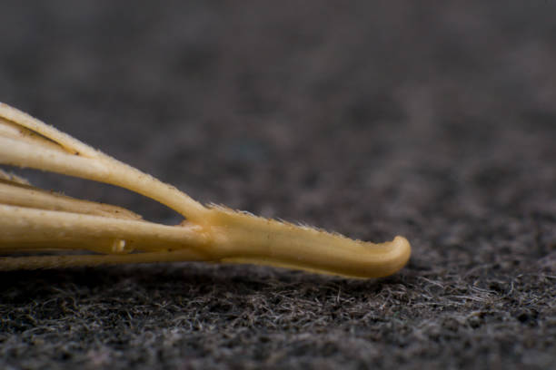 Macro photo of a tiny arrowheads of the foxtail grass. When a dog enters my consulting room shaking its head or licking its paw during the summer months, top of my list of possible diagnoses is always the dreaded grass seed. Dry Foxtail grass seeds resemble tiny arrowheads easily attaching themselves to an animal macro foto de una pequeña punta de flecha de la hierba de cola de zorro. cuando un perro entra en mi sala de consulta sacudiendo la cabeza o lamiendo su pata durante los meses de verano, la parte superior de mi lista de posibles diagnósticos es siempre l