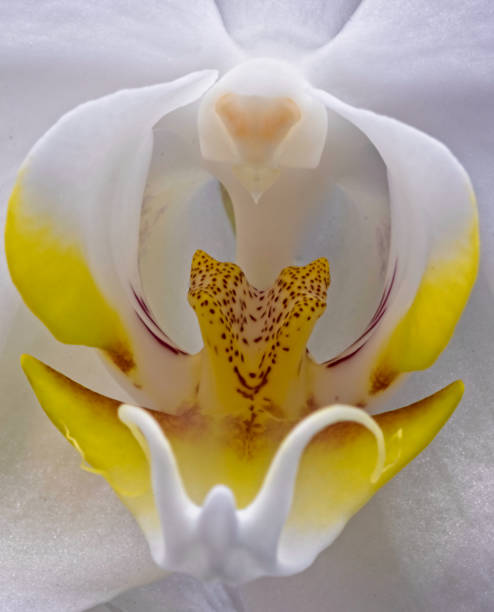 istock Macro of the Orchid Flower 1174426809