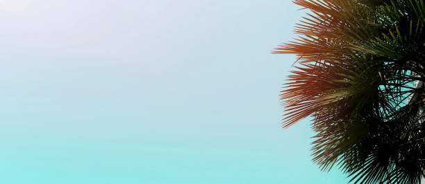 Banner and website header with copy space in blue color and palm tree