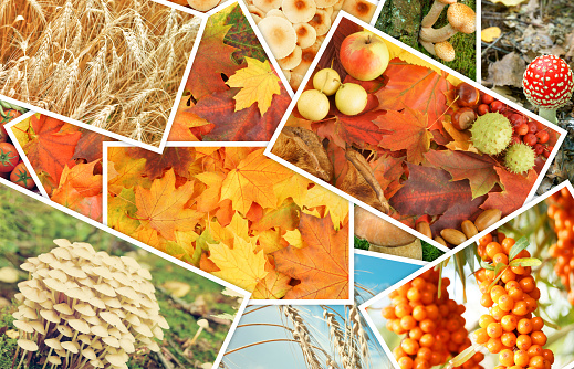 Autumn theme collage, many autumn photos as background