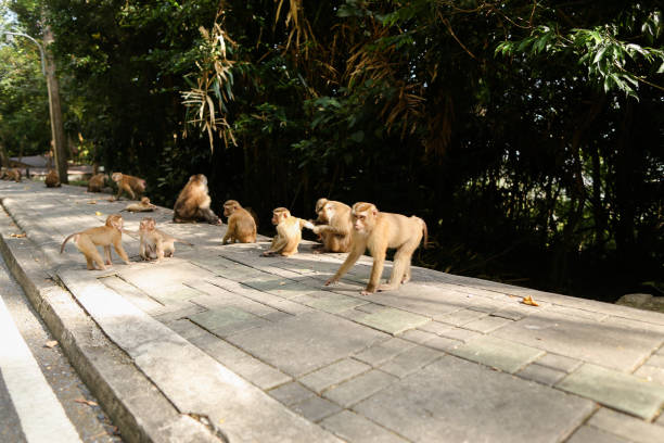 istock Monkey family walking on road in Thailand 1174428453
